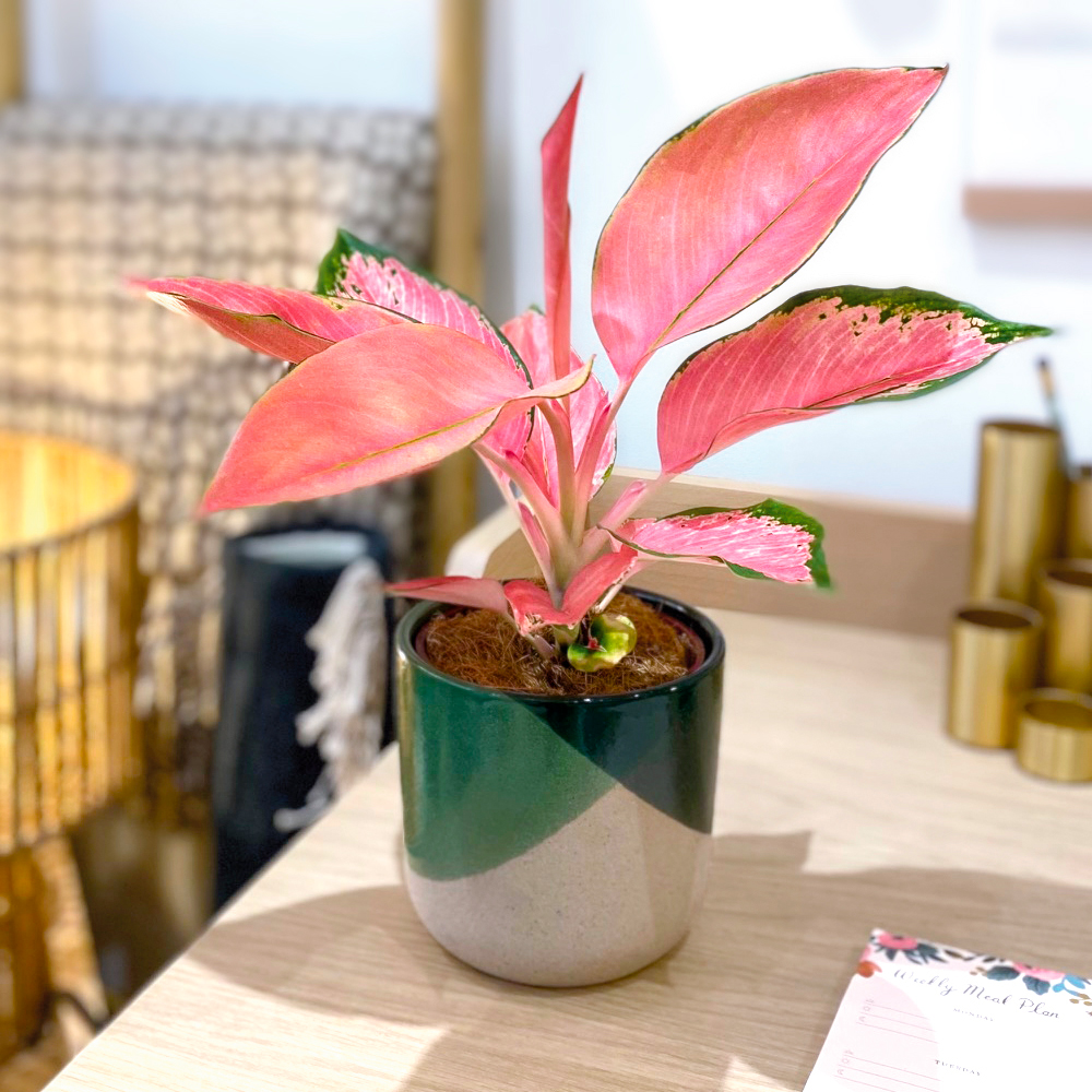 Plante et vase graphiques - Le végétal en décoration